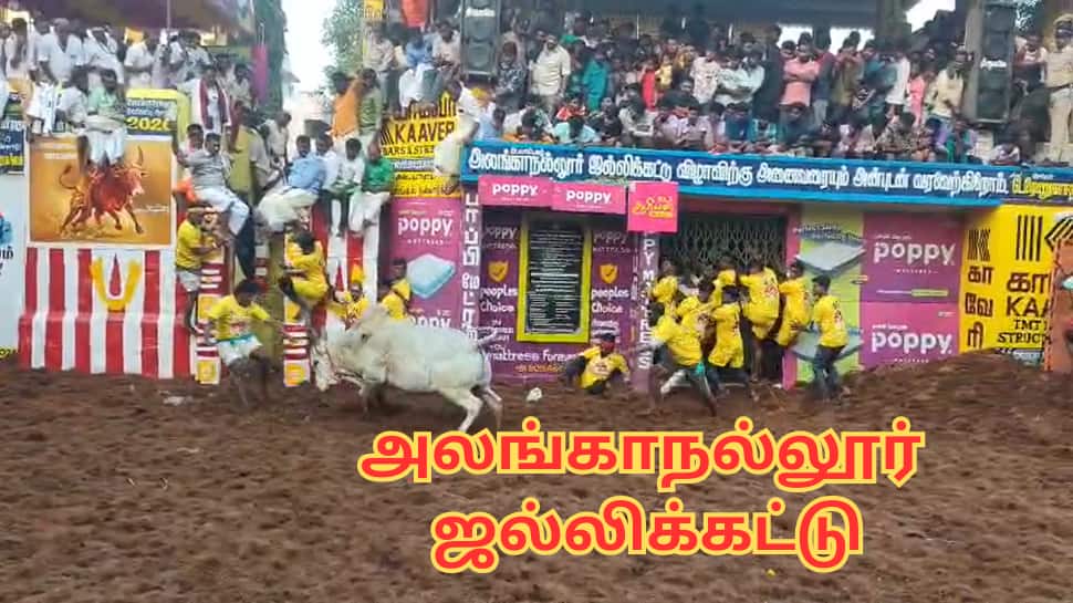 அலங்காநல்லூரில் அமர்களமான ஜல்லிக்கட்டு... விசிட் அடிக்கும் முதல்வர்... தங்க மோதிரங்கள் பரிசு