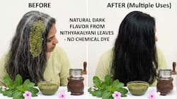 இனி டை அடிக்கவே வேண்டாம்.. ரோட்டோர செடியின் இந்த சாறு போதும், நரைமுடி நிரந்தரமாக கருப்பாகிவிடும்
