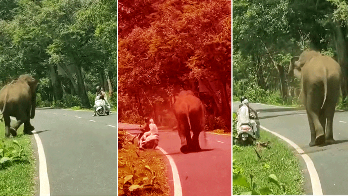 நடுங்க வைத்த முதுமலை வீடியோ: யானை காலடியில் நூலிழையில் உயிர் தப்பிய பைக் பயணிகள் நடுங்க வைத்த முதுமலை வீடியோ: யானை காலடியில் நூலிழையில் உயிர் தப்பிய பைக் பயணிகள்