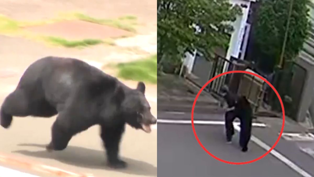 Viral Video: 4 பேரை கடித்து குதறிய கரடி! பதரவைக்கும் சிசிடிவி காட்சிகள்.. ஜப்பானில் நடந்தது என்ன? Viral Video: 4 பேரை கடித்து குதறிய கரடி! பதரவைக்கும் சிசிடிவி காட்சிகள்.. ஜப்பானில் நடந்தது என்ன?