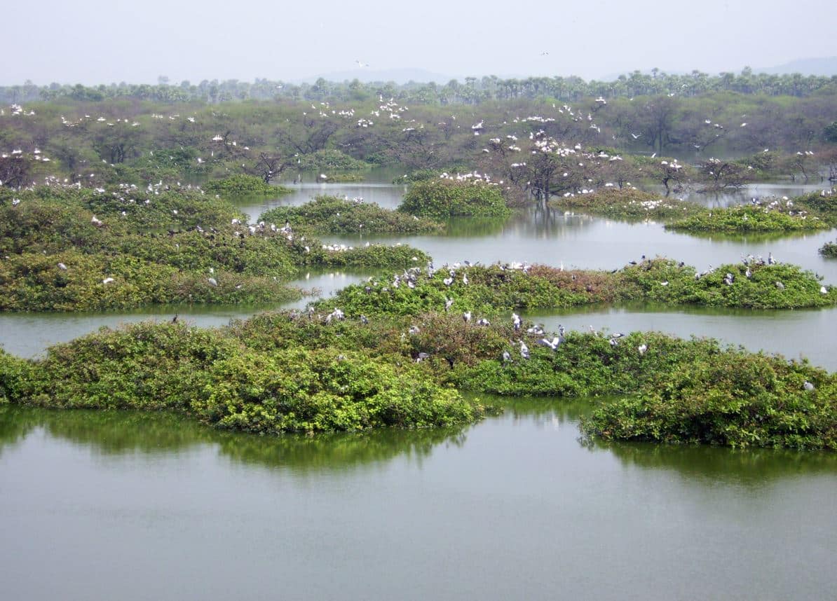 vedanthangal