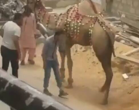 camel