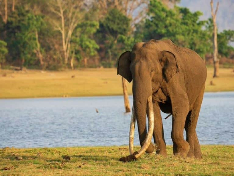 Bhogeshwar,ivory,elephant,Asia,Bandipur,போகேஸ்வர் 