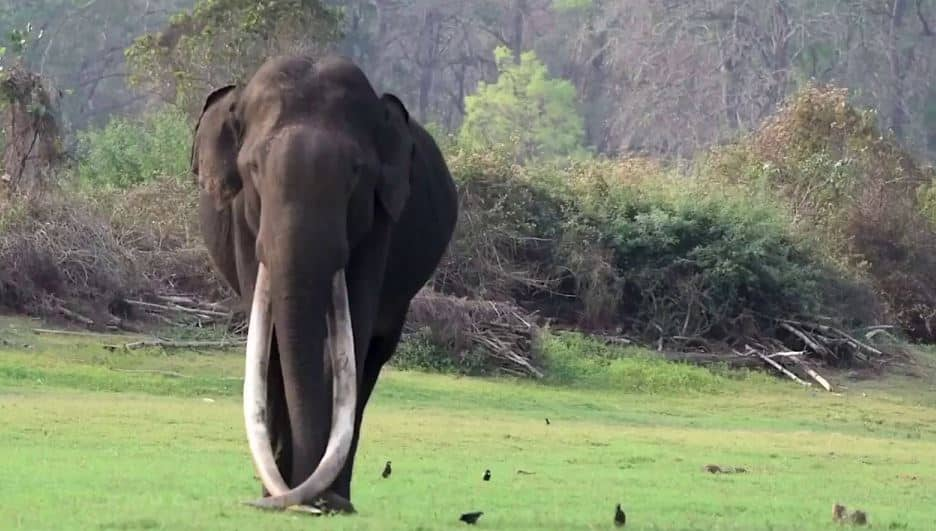 Bhogeshwar,ivory,elephant,Asia,Bandipur,போகேஸ்வர் 