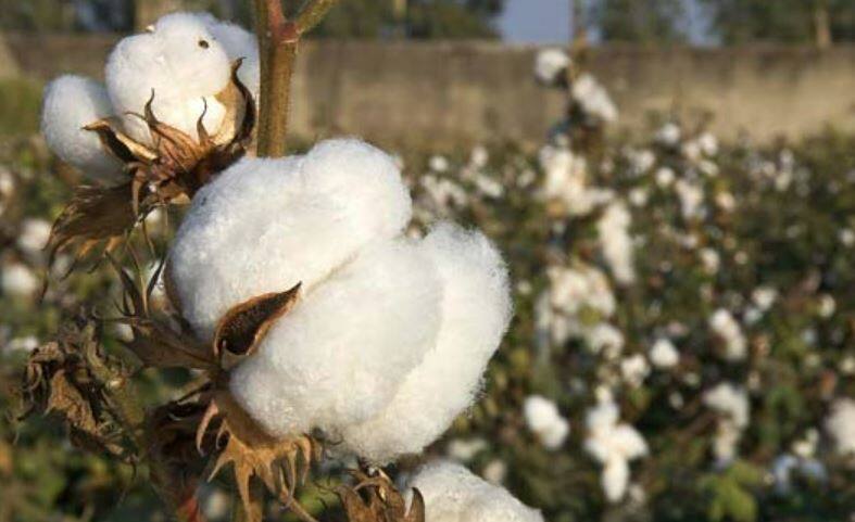 Cotton yarn price,Textile industry,Agriculture,Economy,ஜவுளித் தொழில்,பருத்தி நூல் விலை 