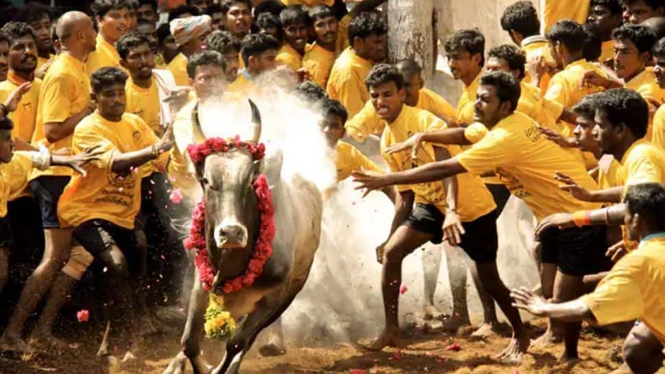 jallikattu