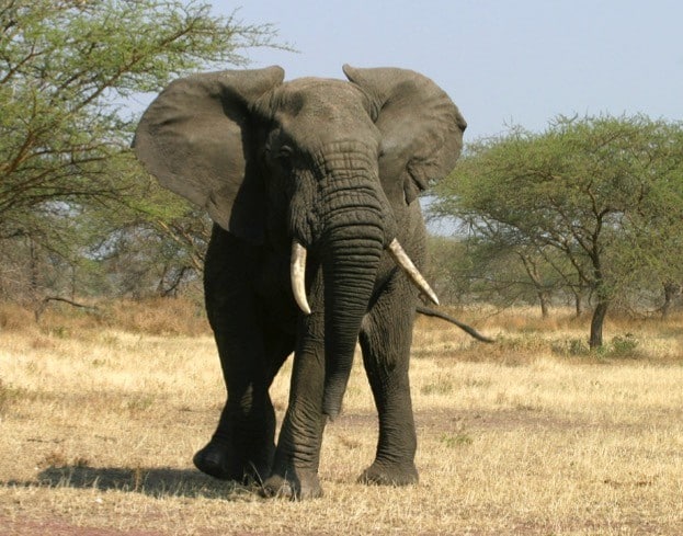 elephant