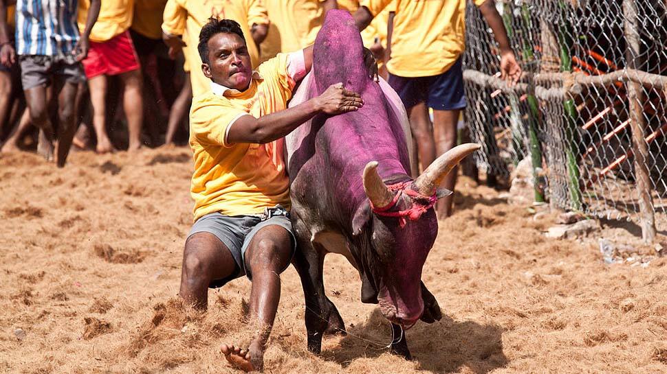 jallikattu