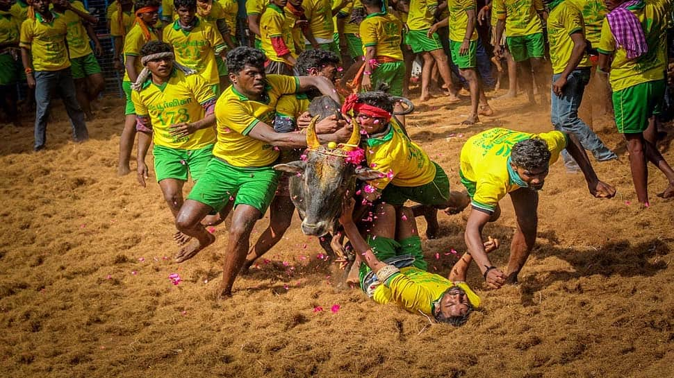 jallikattu