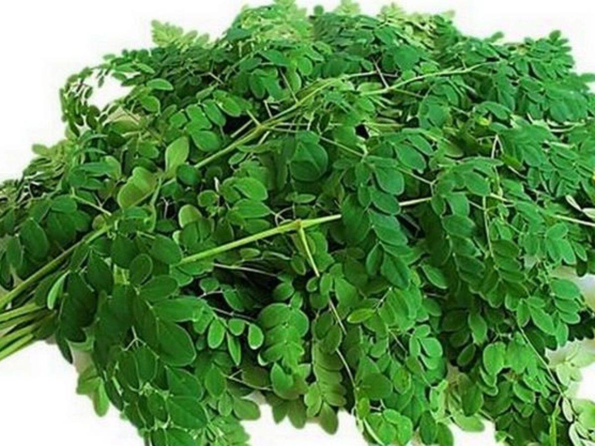 moringa benefits