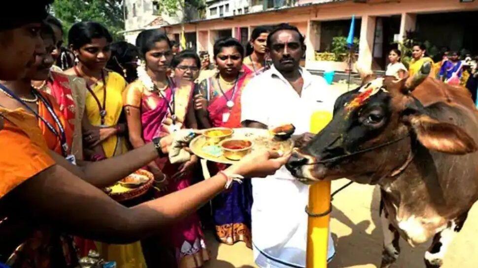 pongal