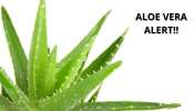 Aloe Vera Alert: கட்டுக்கடங்காமல் போனால் கற்றாழையும் கடுப்பேத்தும்: உஷார் மக்களே….