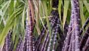 Sugarcane: கரும்பு வாங்கலையோ கரும்பு... பொங்கல் வந்தாச்சு.... 