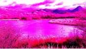 Pink Pollution: ஏரிகள், ஆறுகள், மரங்கள் என எங்கும் ‘இளஞ்சிவப்பு’ நிறம் 