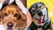 Dogs: நாய்களுக்கு மோப்ப சக்தி மட்டுமல்ல ‘வேறு’ பல அபூர்வ சக்திகளும் உண்டு