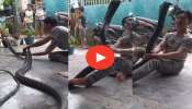 Cobra Viral Video: வீட்டிற்குள் புகுந்தது 15 அடி நீளமுள்ள ஆபத்தான நாகப்பாம்பு