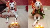 Viral News: செல்ல நாய்க்கு வளைப்பு செய்து அழகு பார்த்த குடும்பம் 