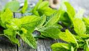 Herbal Tea Side Effects: இந்த ஸ்பெஷல் மூலிகை டீயை அடிக்கடி பருகலாமா?
