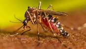 Dengue Diet: டெங்குவில் இருந்து பாதுகாக்கும் சூப்பர் உணவுகள்
