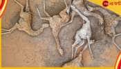 தென்னாஃப்ரிக்காவின் மோசமான வானிலை! நூற்றுக்கணக்கான யானைகளை பலி கொண்ட வறட்சி