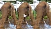 Peeing Elephant: மோட்டர் போட்டது போல மூத்திரம் போற யானைய பாத்ததுண்டா? வீடியோ வைரல்