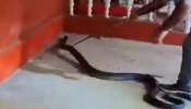 15 அடி நீள ராஜநாகம்... பயப்படாமல் வெறும் கையால் பிடித்த நபர்: வைரல் வீடியோ