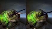 Viral Video: குறட்டை விடும் ஹம்மிங் பறவை... காணக் கிடைக்காத வீடியோ!