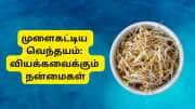 முளைகட்டிய வெந்தயம்: வியக்கவைக்கும் நன்மைகள், பல பிரச்சனைகளுக்கு ஒரே தீர்வு