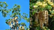 வாகை மர காயின் அபூர்வ மருத்துவ குணங்கள் - தலைவலி முதல் இருமல் வரை நிவாரணம்