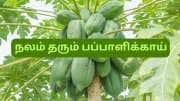 வெயிட் லாஸ் முதல் சுகர் லெவல் வரை... ஆச்சரியங்களை தரும் பப்பாளிக்காய்... வாரம் 2 முறையாவது சாப்பிடுங்க