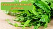 நீரிழிவு நோயை நிர்மூலமாக்கும்... சர்க்கரைக்கொல்லி என்னும் அற்புத மூலிகை...