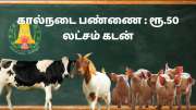 கால்நடை பண்ணை அமைக்க ரூ.50 லட்சம் கடன், மானியம் கொடுக்கும் தமிழ்நாடு அரசு - உடனே விண்ணப்பிக்கவும்