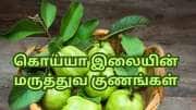 கொலஸ்ட்ரால் முதல் ஆஸ்துமா வரை... வியக்க வைக்கும் கொய்யா இலையின் மருத்துவ குணங்கள்