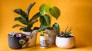 Vastu Tips: வீட்டில் லக்ஷ்மி கடாட்சம் நிறைந்திருக்க... இந்த செடிகளை கண்டிப்பாக வைக்கவும்