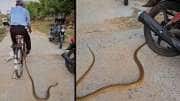 சைக்கிளில் சென்ற பாம்பு..அப்பறம் என்னாச்சு தெரியுமா? வைரல் வீடியோ..