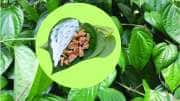 ஆண்மை பிரச்சனை முதல் மன அழுத்தம் வரை ... தினம் வெற்றிலை பாக்கு போட்டாலே போதும்