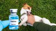 Rabies: நாய் கடித்தால் இதை முதலில் செய்யவும்.... தமிழ்நாடு அரசின் ரேபிஸ் தடுப்பு ஆலோசனை