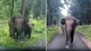 குட்டியைப் பாதுகாக்க வந்த தாய் யானை: சுற்றுலா பயணிகளை அலற வைத்த சம்பவம்!