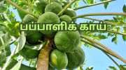 வெயிட் லாஸ் முதல் டீடாக்ஸ் வரை... பப்பாளி பழம் மட்டுமல்ல... காயும் சூப்பர் புட் தான்