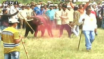 மகாராஷ்டிராவில் தடைகளை மீறி காளை சண்டை!