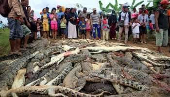 292 முதலைகளை கொடூரமாக கொன்று குவித்த கிராமவாசிகள்!