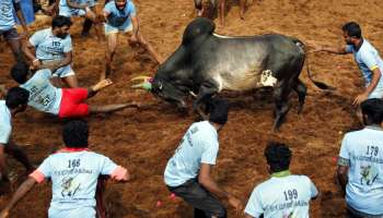 வீரர்களின் உறுதிமொழி ஏற்புடன் துவங்கியது பாலமேடு ஜல்லிக்கட்டு!