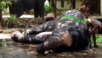 கேரளாவின் மிக பிரபலமான பத்மநாபன் யானை 84-வயதில் பலியானது!