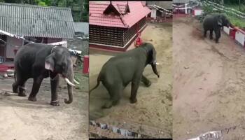 யானைக்குப் பிடித்த ‘மதம்’ - 5 மணி நேரம் பாகன்கள் போராட்டம் 