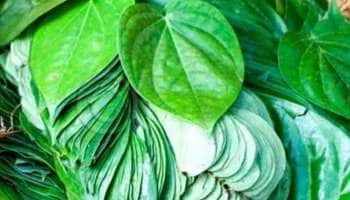 சர்வ நோய்களையும் விரட்டும் வெற்றிலை; தினமும் கண்டிப்பா போட்டுக்கோங்க