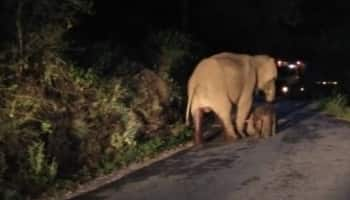 சாலையின் நடுவே குட்டியை ஈன்ற யானை - அமைதியாக 1 மணி நேரம் காத்திருந்த வாகன ஓட்டிகளின் நெகிழ்ச்சி செயல்