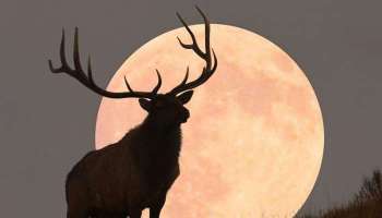 Super Moon: இந்த ஆண்டின் மிகப்பெரிய சூப்பர் நிலவு இன்று வானில் தோன்றும்