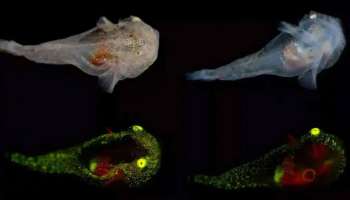 ஆர்க்டிக் பனிப்பாறையில் ‘வேற்றுகிரக’ மீன்; ஆச்சர்யத்தில் விஞ்ஞானிகள்!