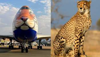 Mission Cheetah: நமீபியாவில் இருந்து சிறப்பு விமானம் மூலம் இந்தியா வரும் 8 சிறுத்தைகள்!
