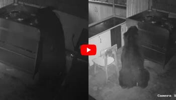 இரவு நேரத்தில் சாக்லேட்டை திருடி சாப்பிடும் திருட்டு கரடி!